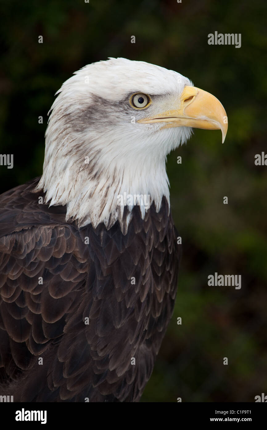 Profile view of a Canadian Bald Eagle Stock Photo