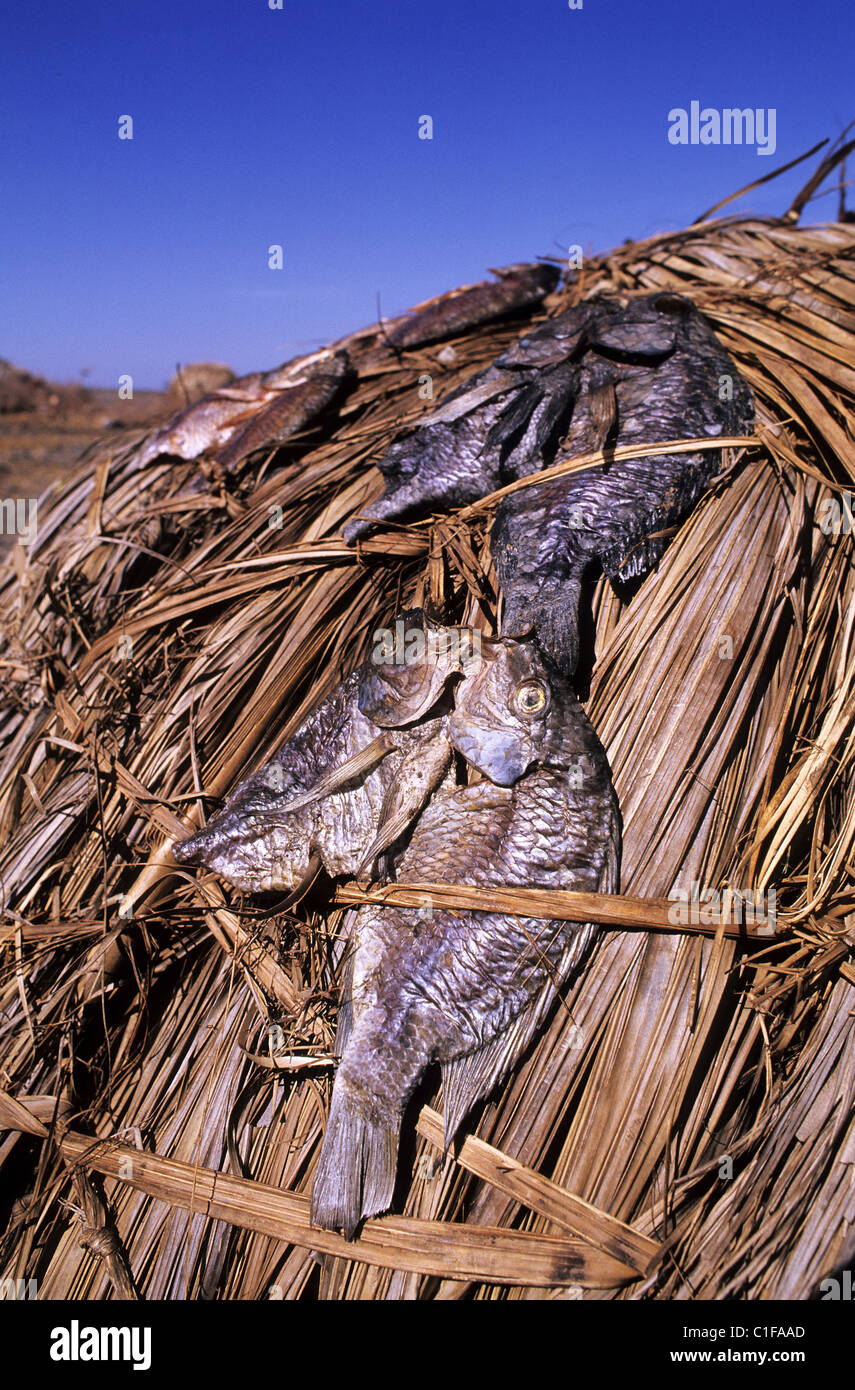 Kenya, Turkana lake region, village of the El Molo tribe, dried fishes on a hut Stock Photo