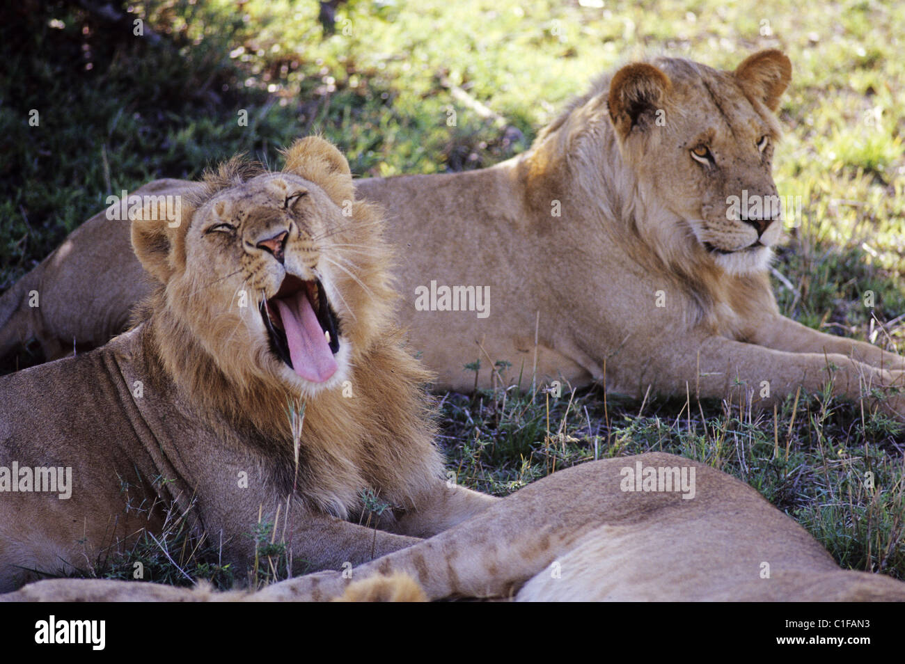 Kenya, Lions in the Masai Mara Reserve Stock Photo - Alamy