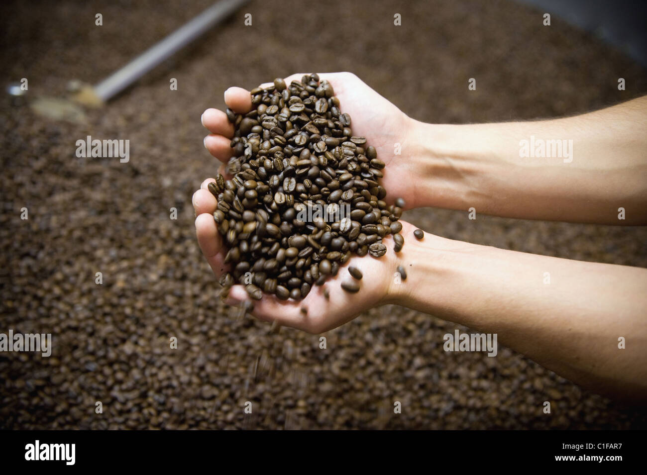 Coffee roasting at the roastery in Berlin, Germany Stock Photo Alamy