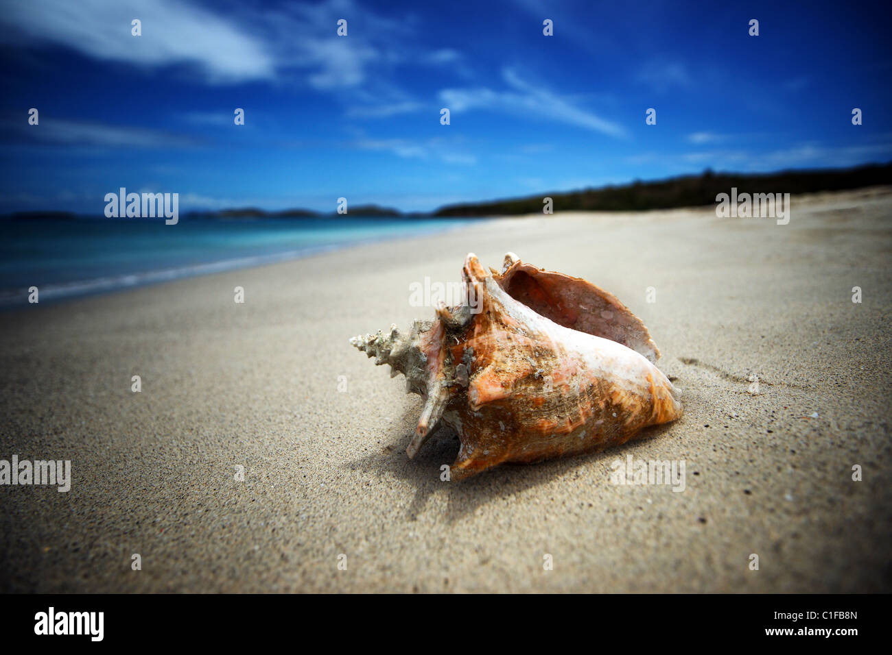 a conch on playa brava, culebra, puerto rico Stock Photo