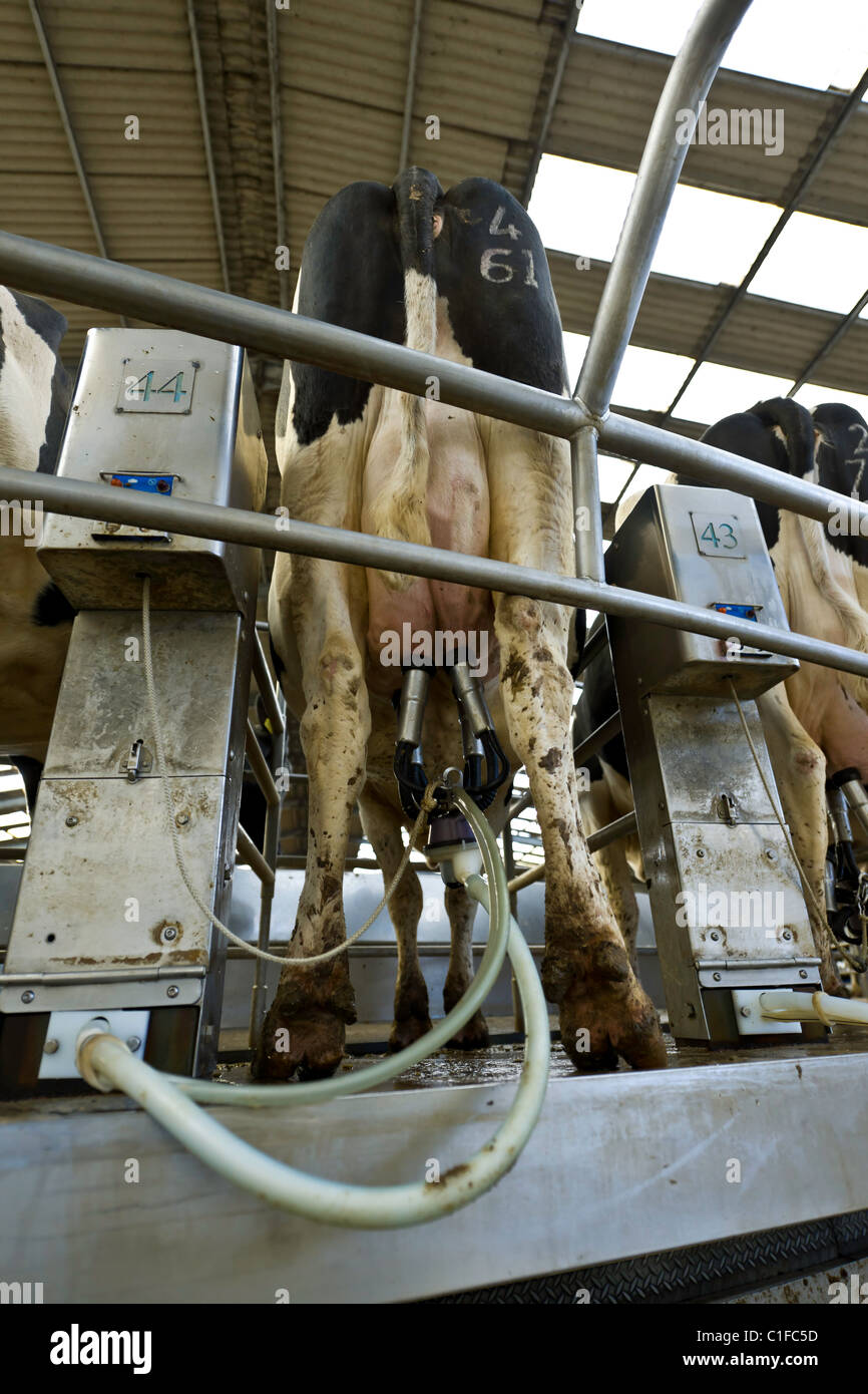 Rotary Milking Parlour on a Modern UK Dairy Farm Stock Photo