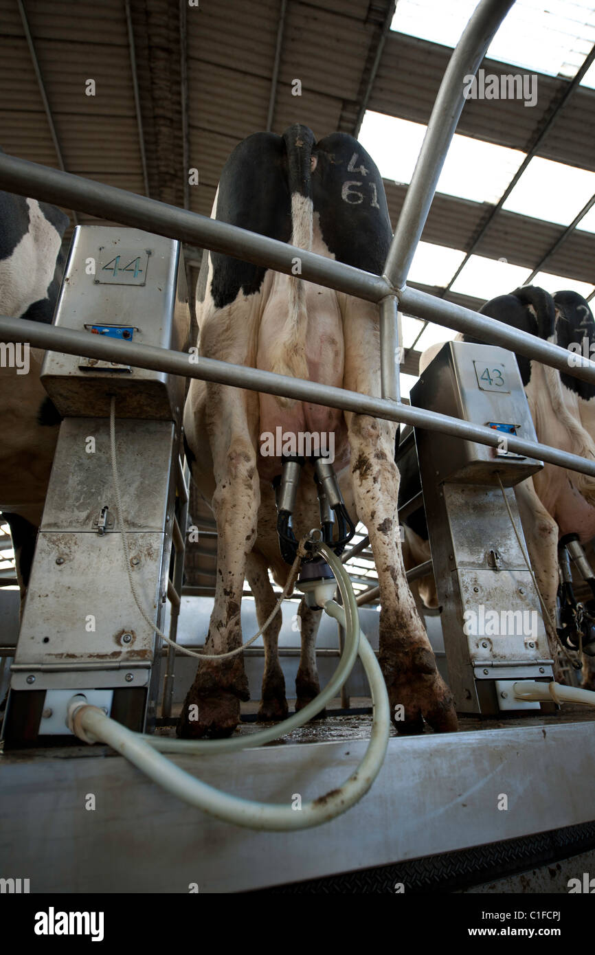 Rotary Milking Parlour on a Modern UK Dairy Farm Stock Photo