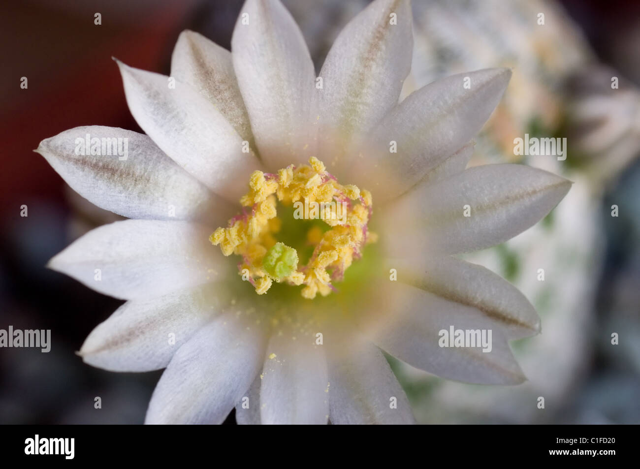 Mammillaria pectinifera (Conchilinque) flower Stock Photo