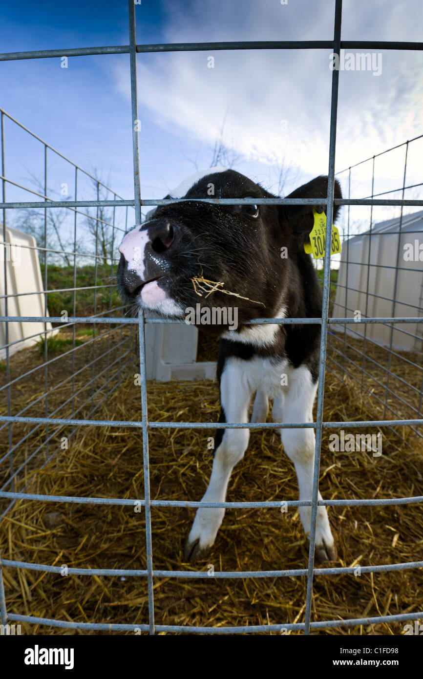 Cattle pens uk hi-res stock photography and images - Alamy