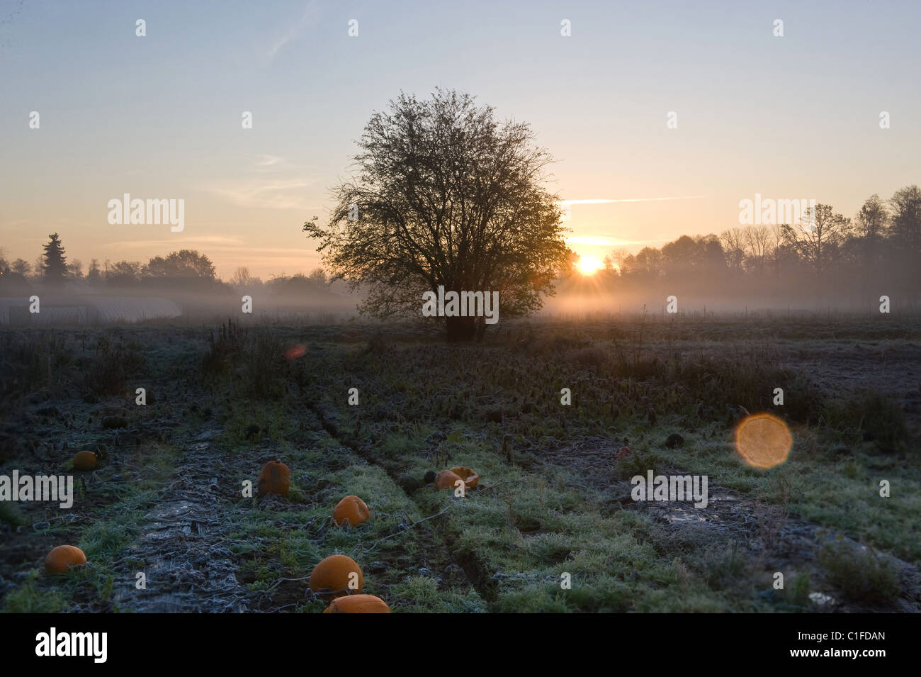 A pumpkin field Stock Photo - Alamy