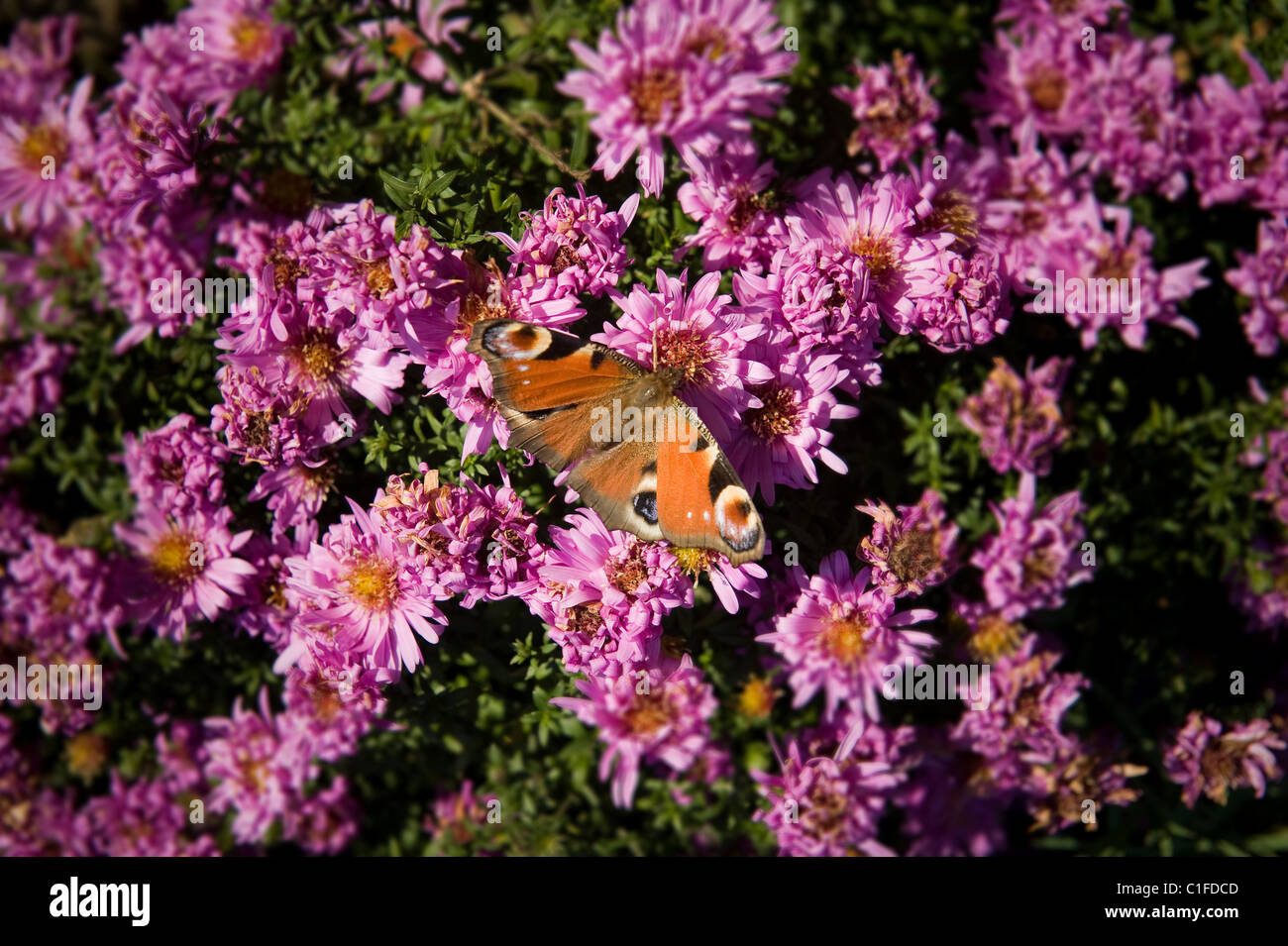 A Peacock butterfly Stock Photo - Alamy