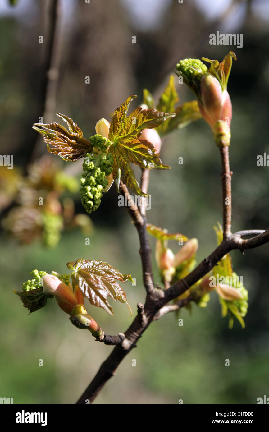 Detail of the buds on a horsechestnut tree in spring Stock Photo Alamy