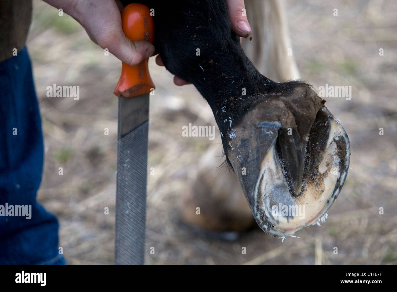 Farrier rasping horses hoof Stock Photo Alamy