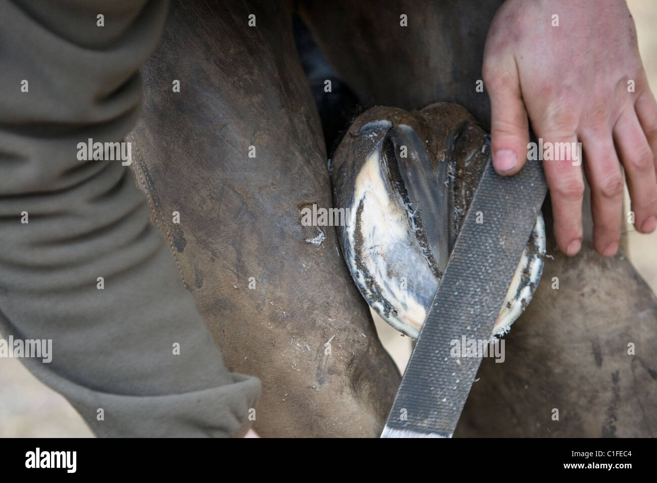 Farrier rasping horses hoof Stock Photo Alamy