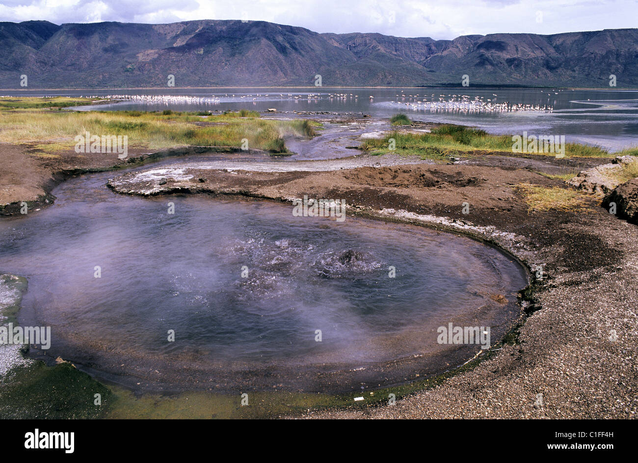 Kenya, Rift valley, hot spring in the lake Bogoria reserve Stock Photo