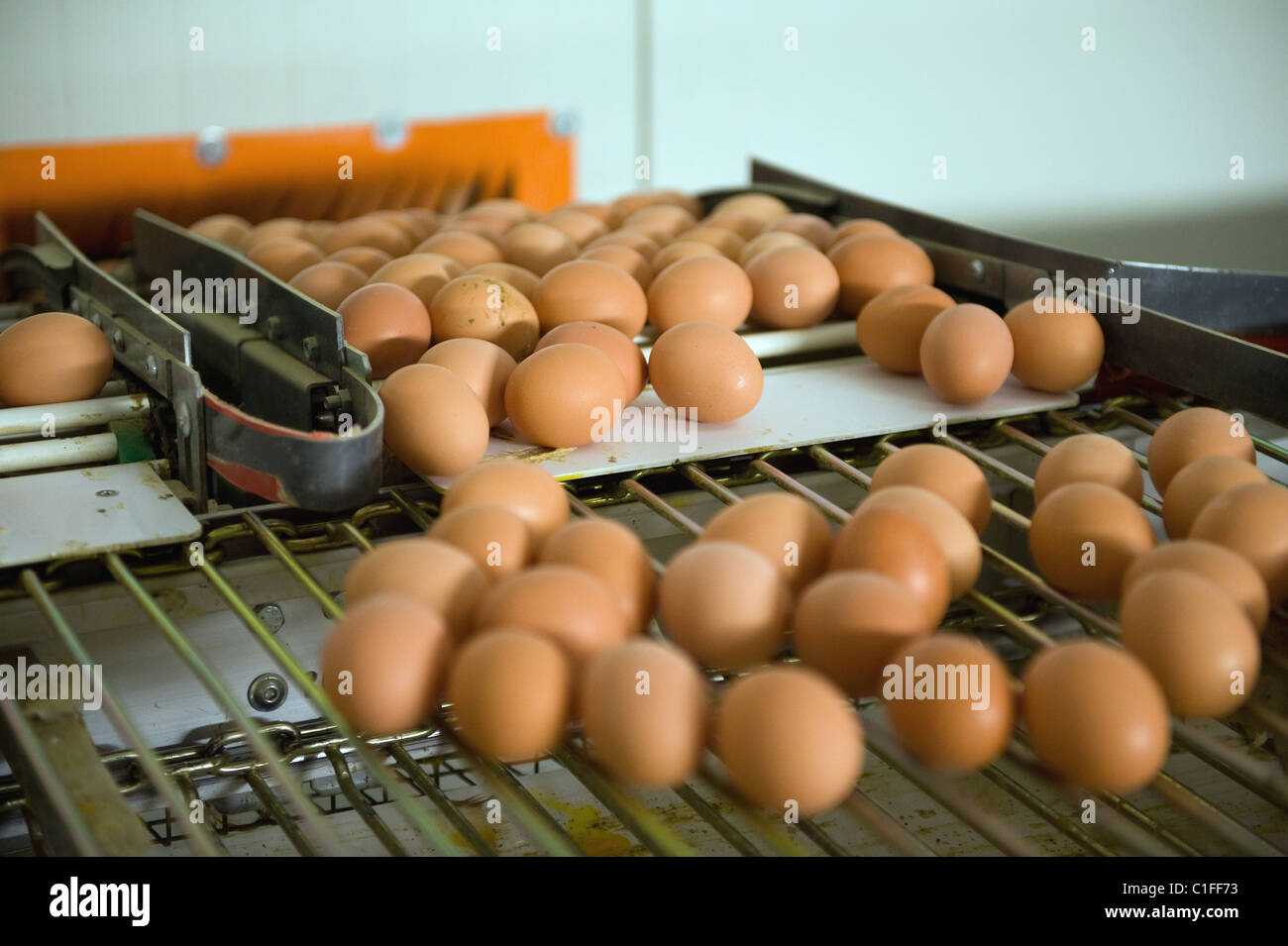 Eggs conveyor belt hires stock photography and images Alamy