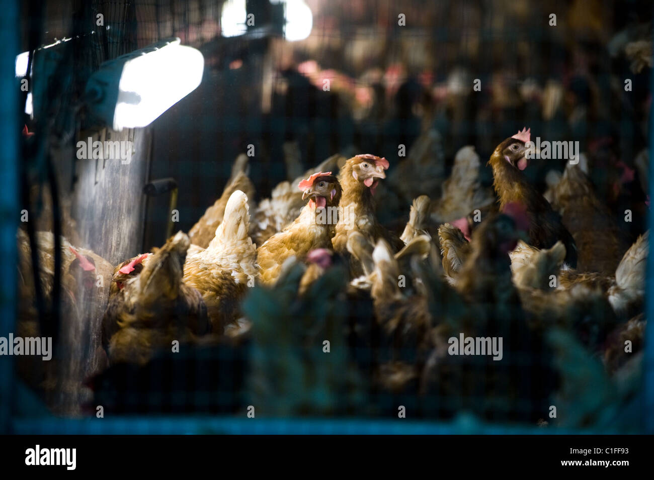 New hen houses for egg production, Bestensee, Germany Stock Photo Alamy