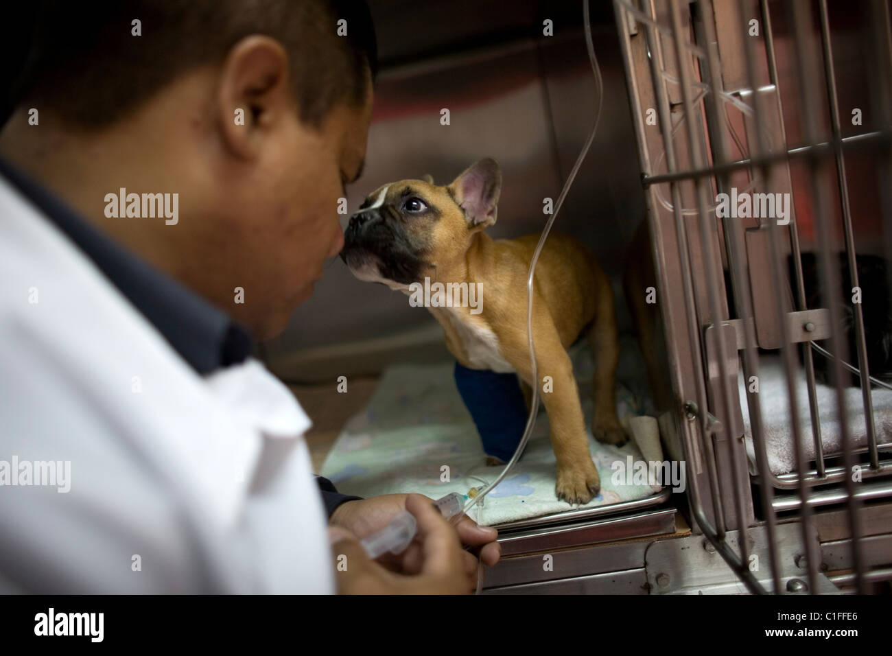 A veterinarian gives medicine to a puppy at a Pet Hospital in Condesa