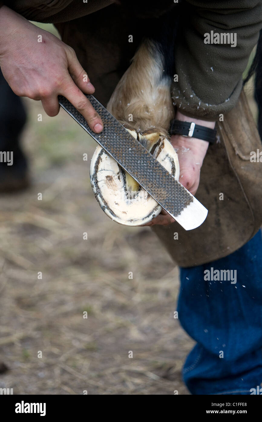 Farrier rasping horses hoof Stock Photo Alamy