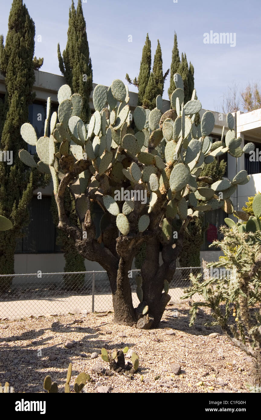 Opuntia tuna blanca hires stock photography and images Alamy