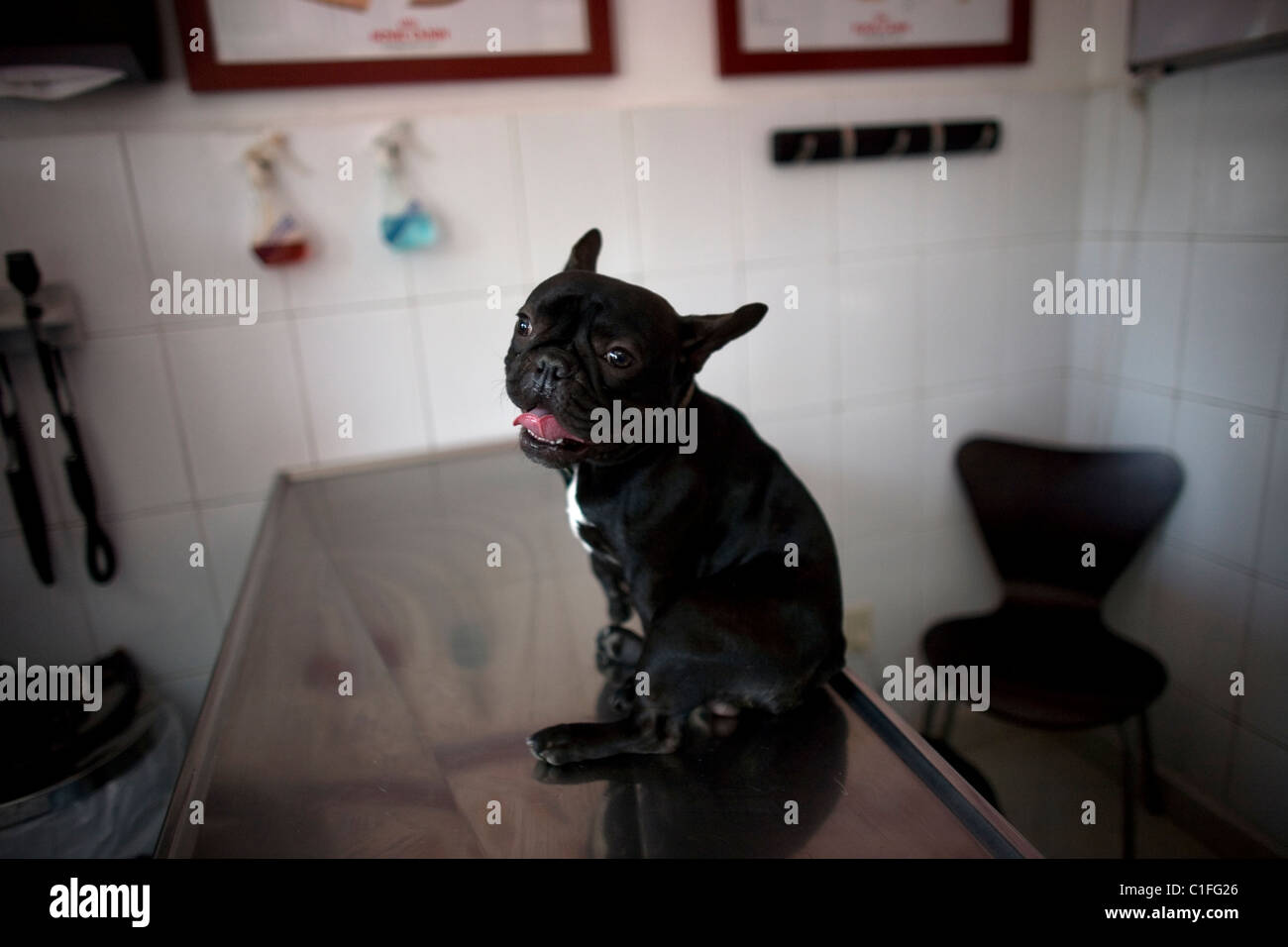A Dog Stands In The Table Of The Emergency Room Of A Pet