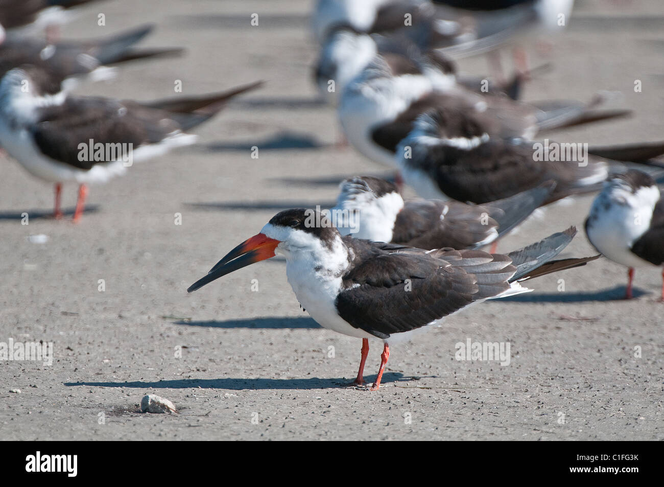 Black Skimmer: Rynchops niger. Group on beach. Honeymoon Island, Florida, USA Stock Photo