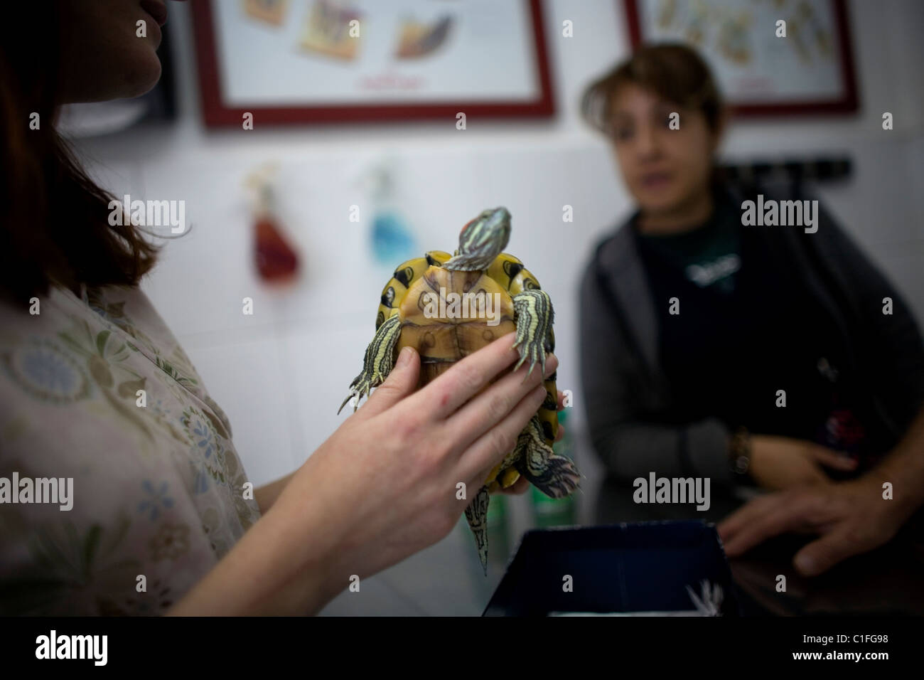 A veterinarian attends a turtle at a Pet Hospital in Condesa, Mexico City, Mexico, February 23, 2011. Stock Photo
