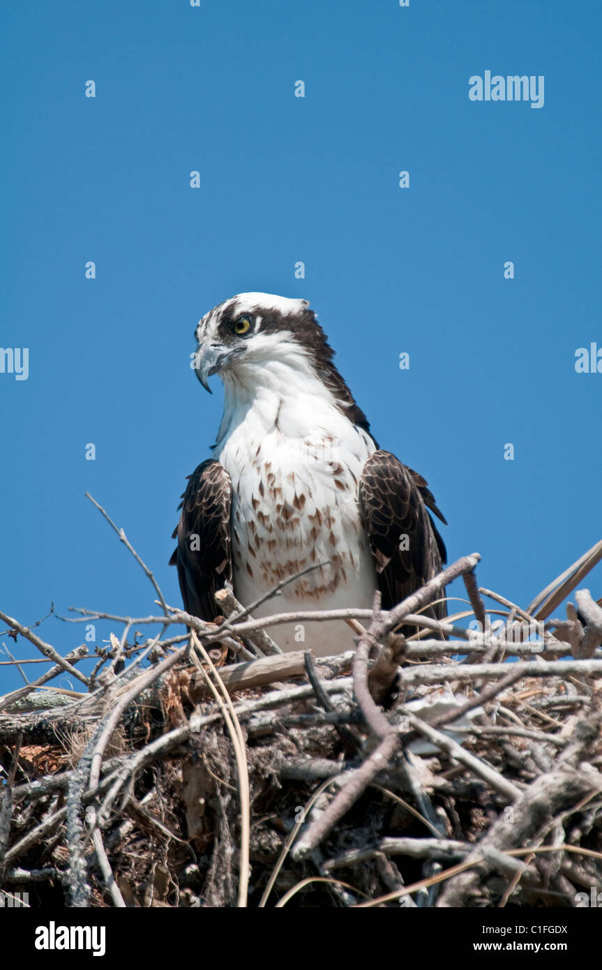Osprey: Pandion haliaetus. Honeymoon Island, Florida, USA. On nest Stock Photo