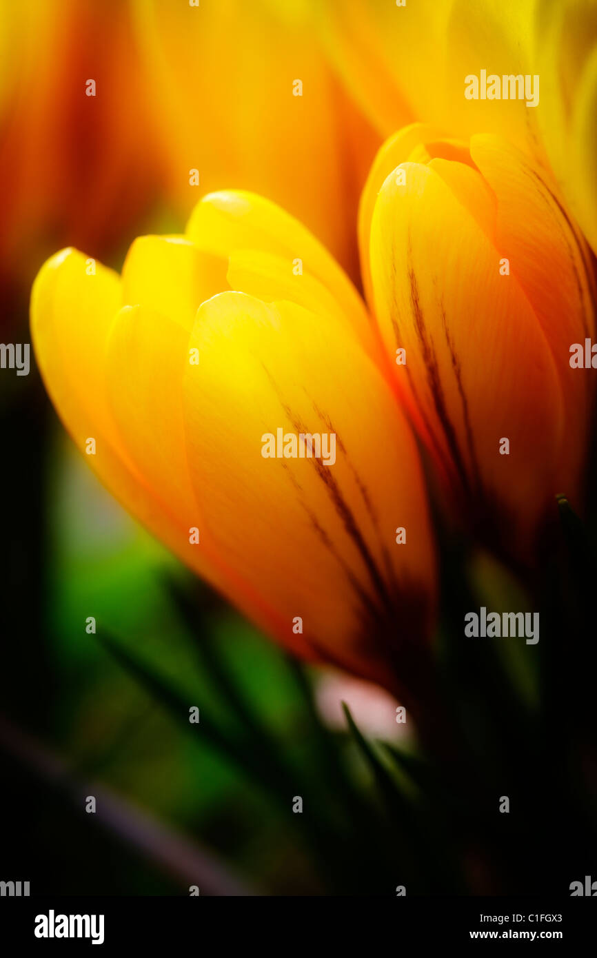 Yellow Crocus flower Stock Photo Alamy