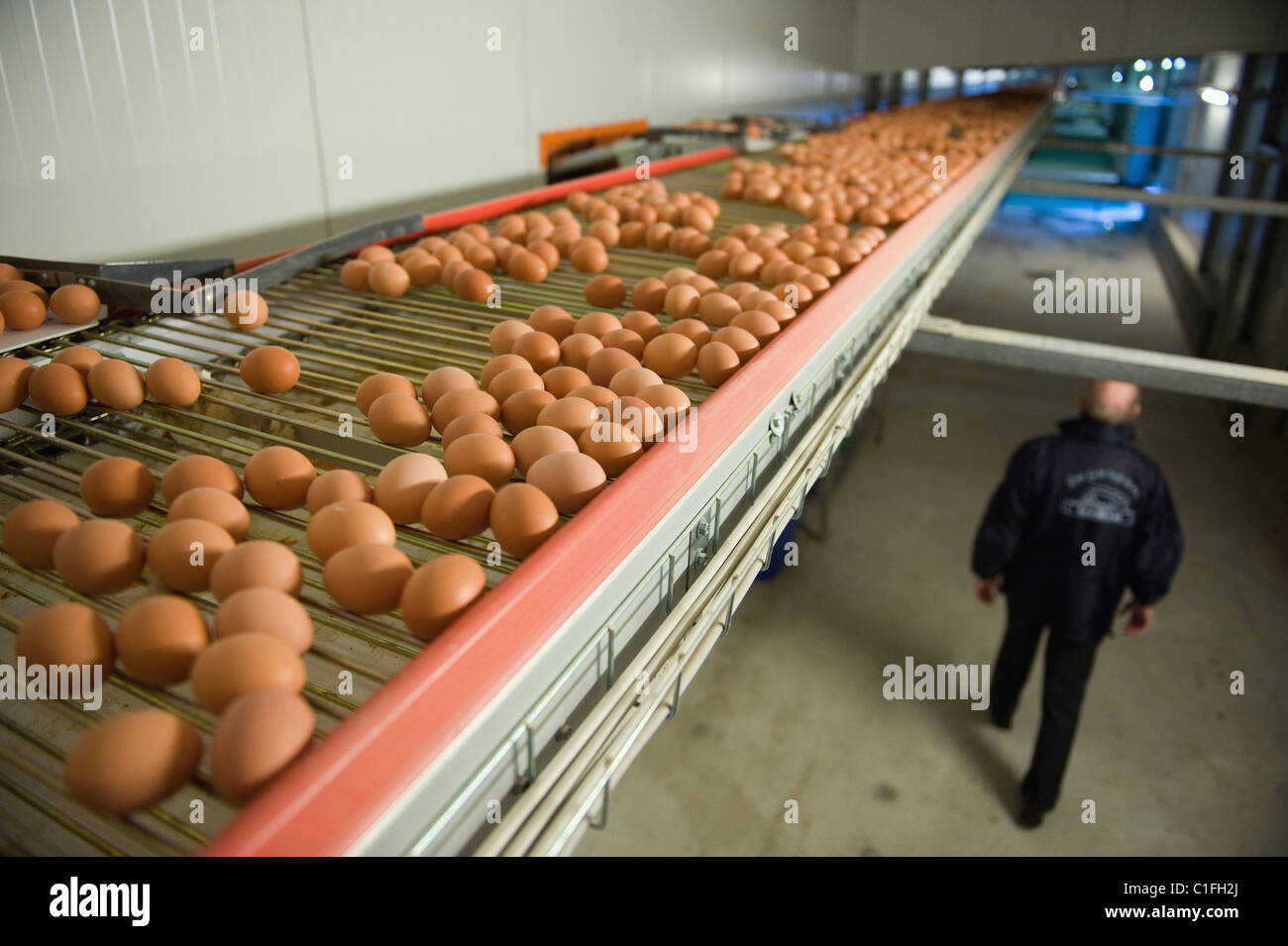 Eggs transported on a conveyor belt to the packing station, Bestensee