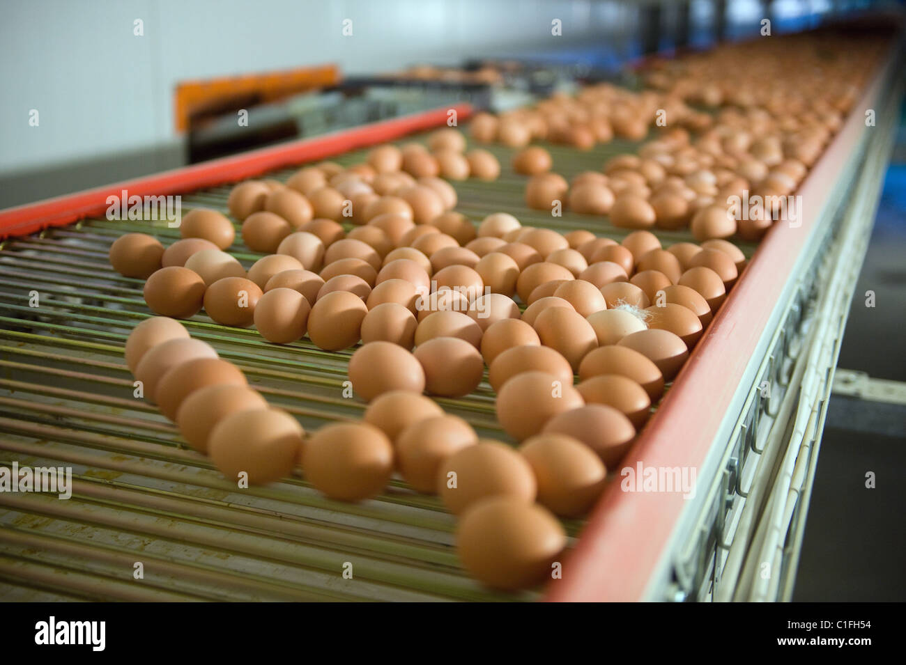 Eggs transported on a conveyor belt to the packing station, Bestensee