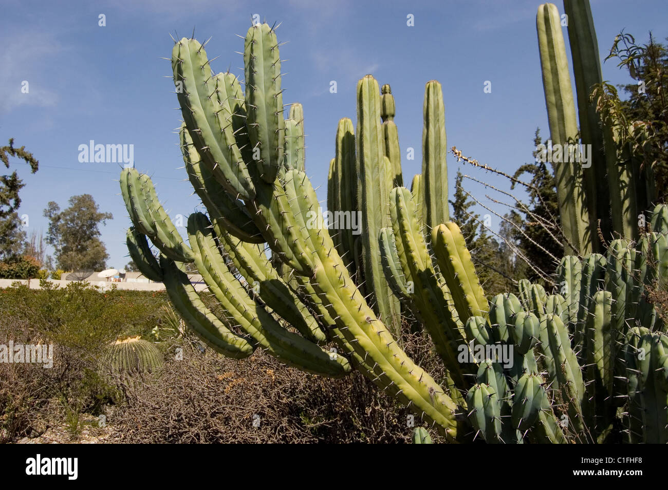 Myrtillocactus geometrizans (Bilberry Cactus, Whortleberry Cactus or ...