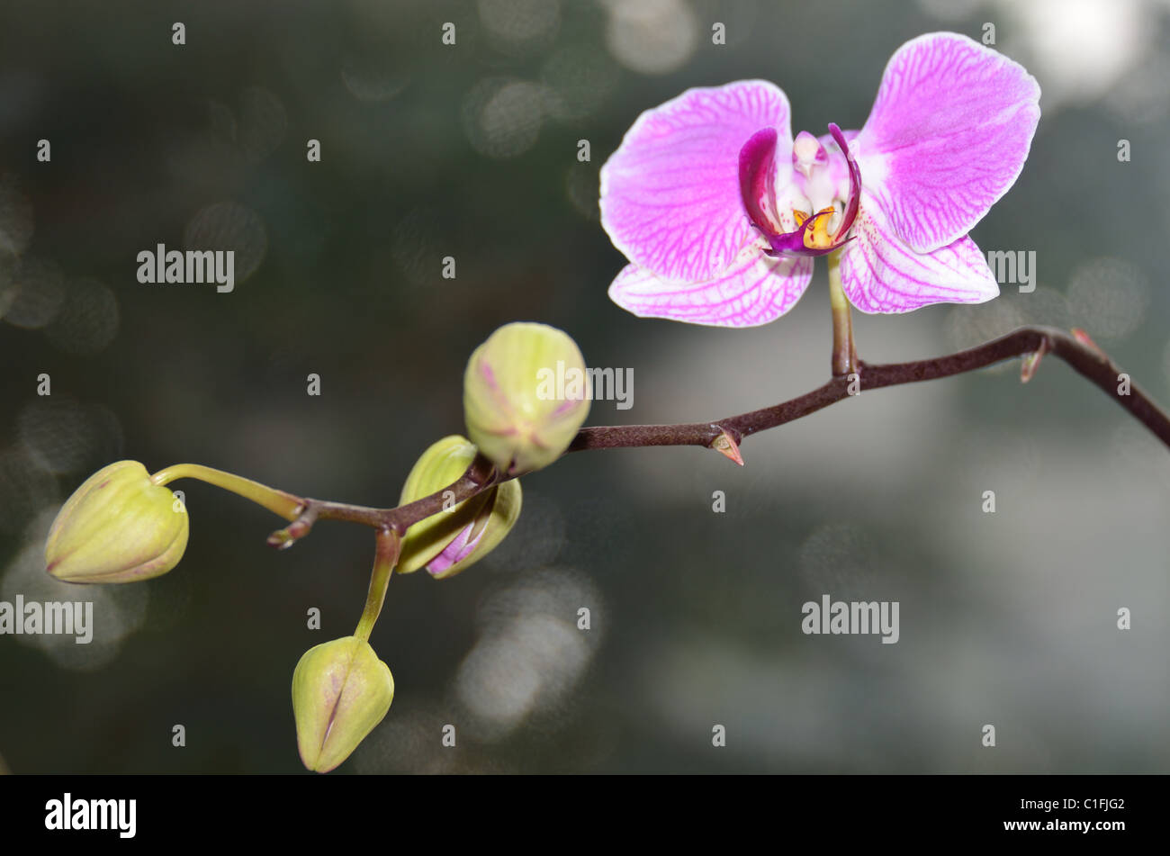 Orchid flower and buds Stock Photo