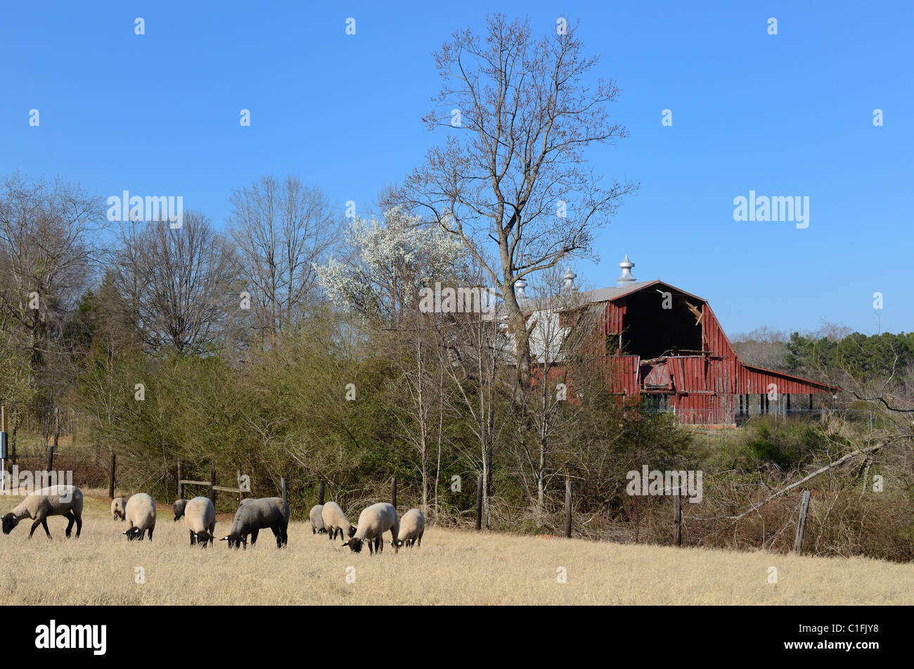 Suffolk sheep grazing near an old bar. Stock Photo