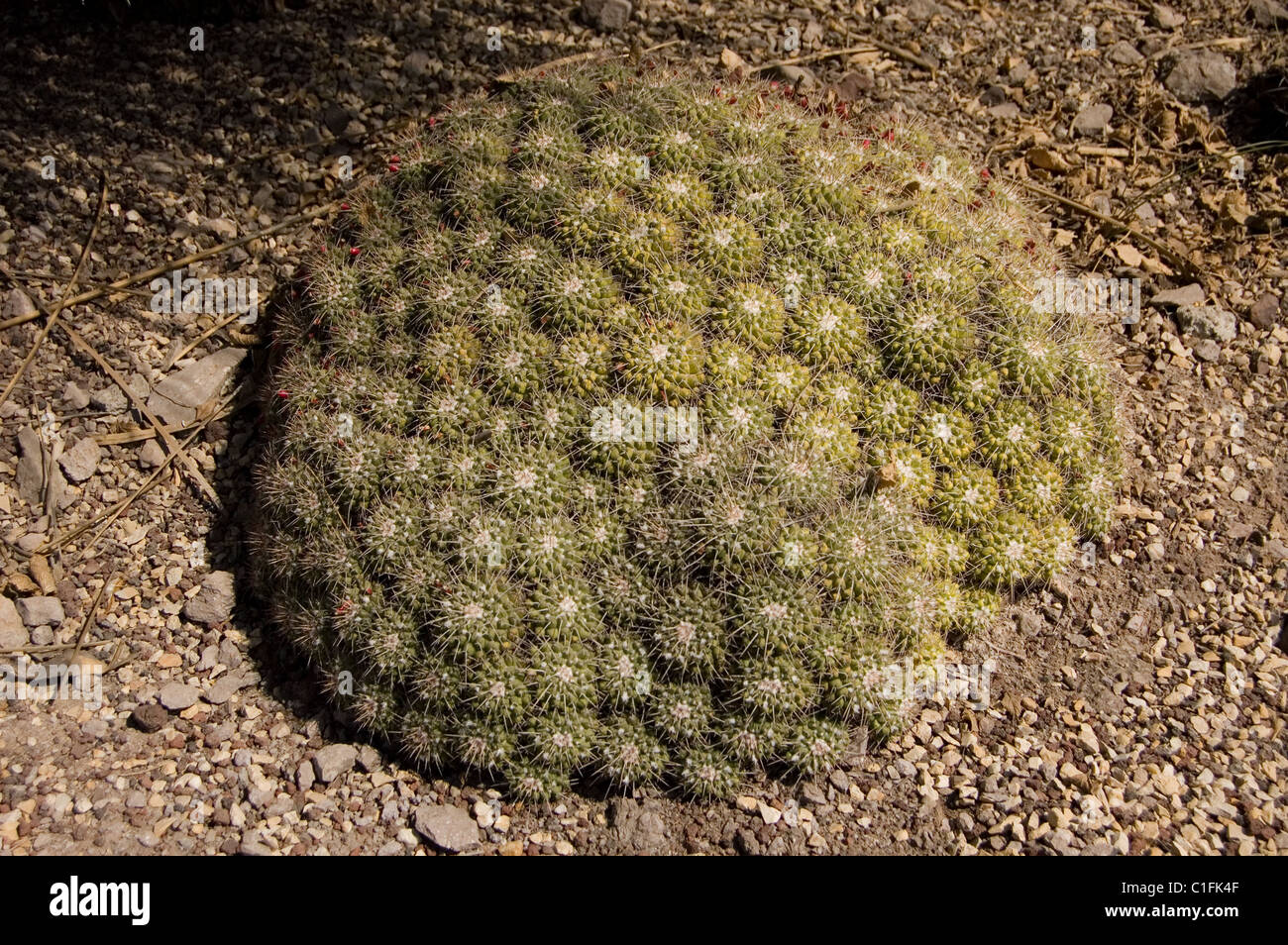 Mother of Hundreds cactus (Mammillaria compressa Stock Photo Alamy