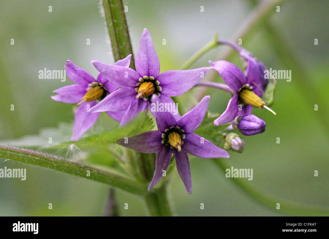 Bittersweet, Solanum dulcamara, Solanaceae. British Wild Flowers. Stock Photo