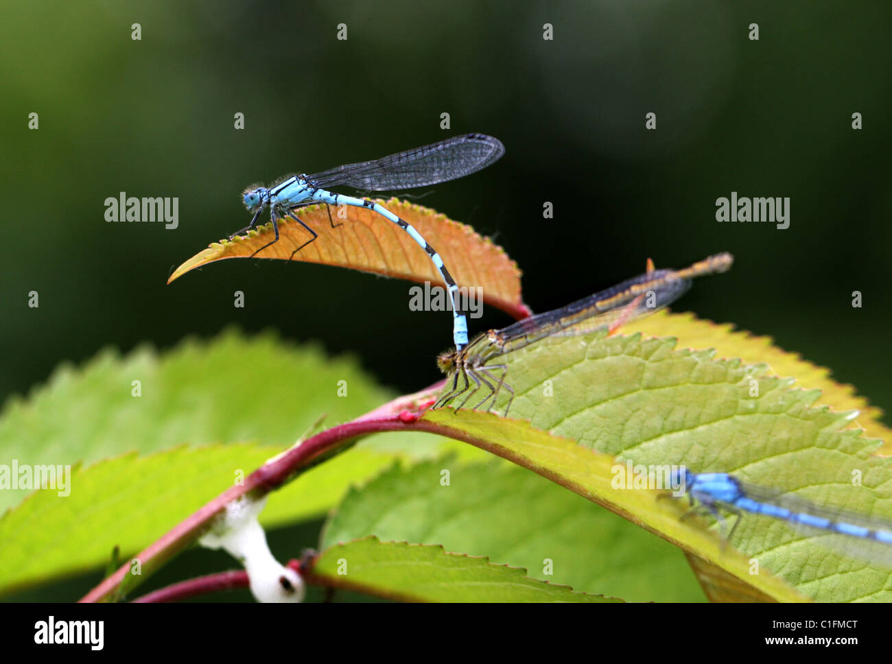 Female Insect Male Male and female mating insects hi-res stock photography and images - Alamy