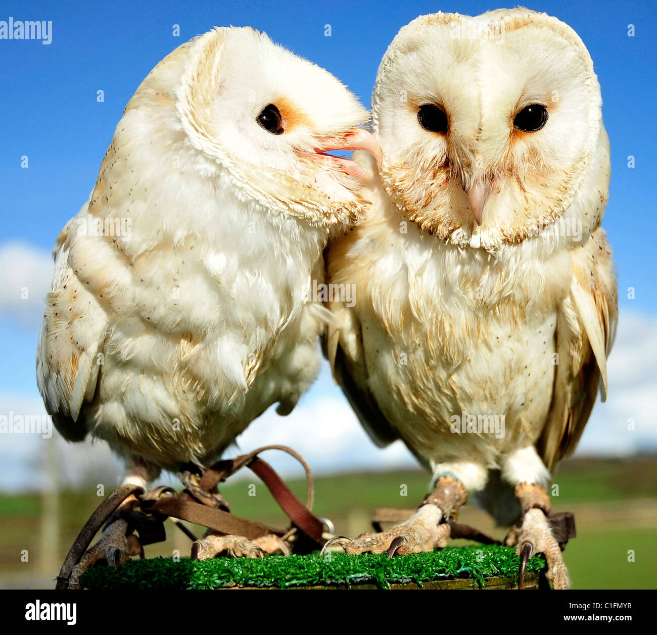 A couple of captive Barn Owls one playing with the other one (Tyto alba) Stock Photo