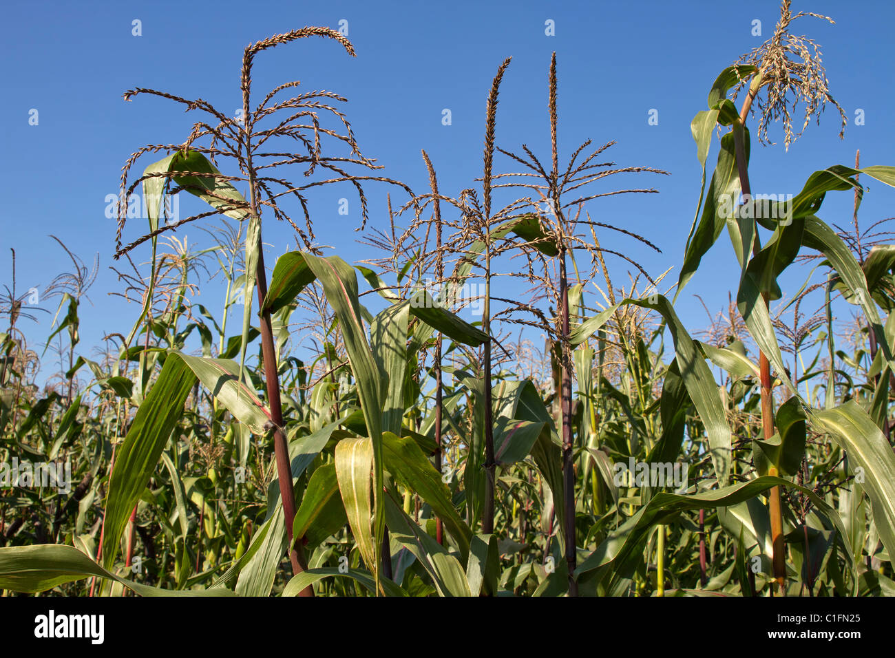 Corn Field Maize against blue sky in Oregon Stock Photo