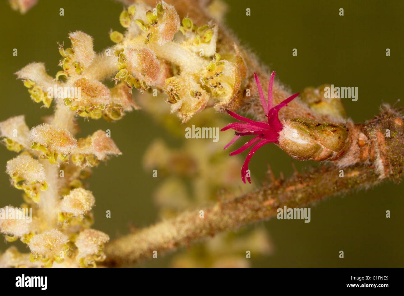 Hazel, female flower with red stigmas, and male catkin. Early spring, Dorset. Stock Photo