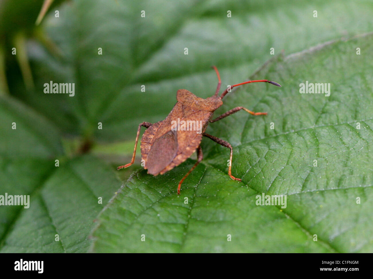 Dock Bug, Coreus marginatus, Coreidae, Heteroptera, Hemiptera. Stock Photo