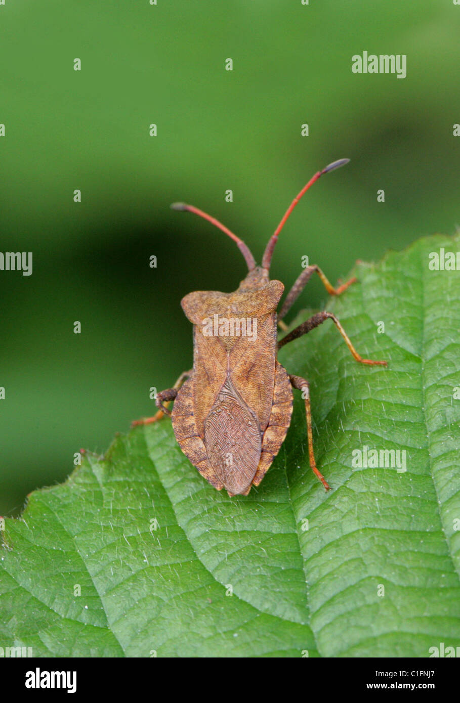 Dock Bug, Coreus marginatus, Coreidae, Heteroptera, Hemiptera. Stock Photo