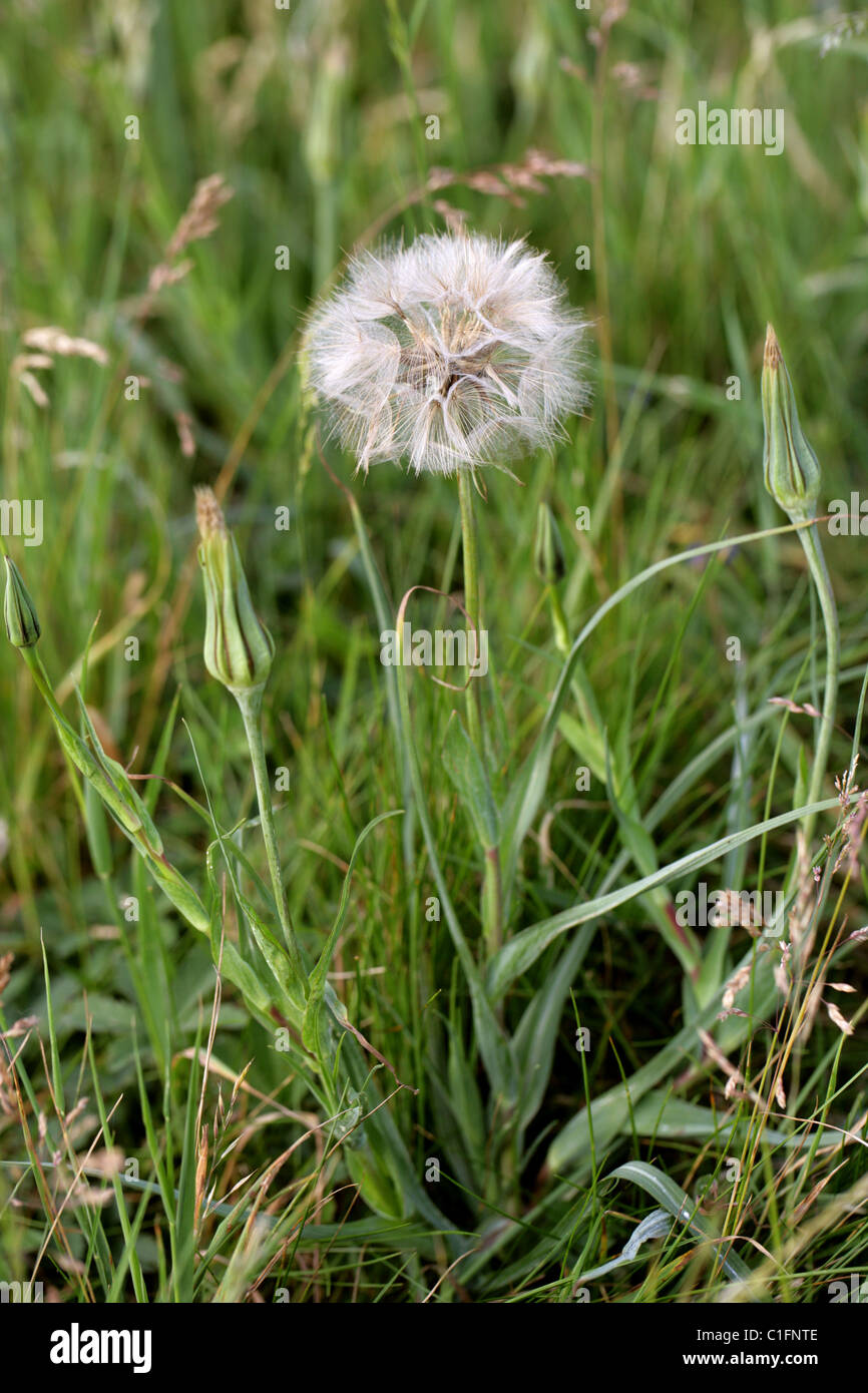 Goatsbeard, Tragopogon pratensis, Asteraceae (Compositae), also Known Colloquially as Jack Go-to-Bed-at-Noon. Seed Head. Stock Photo