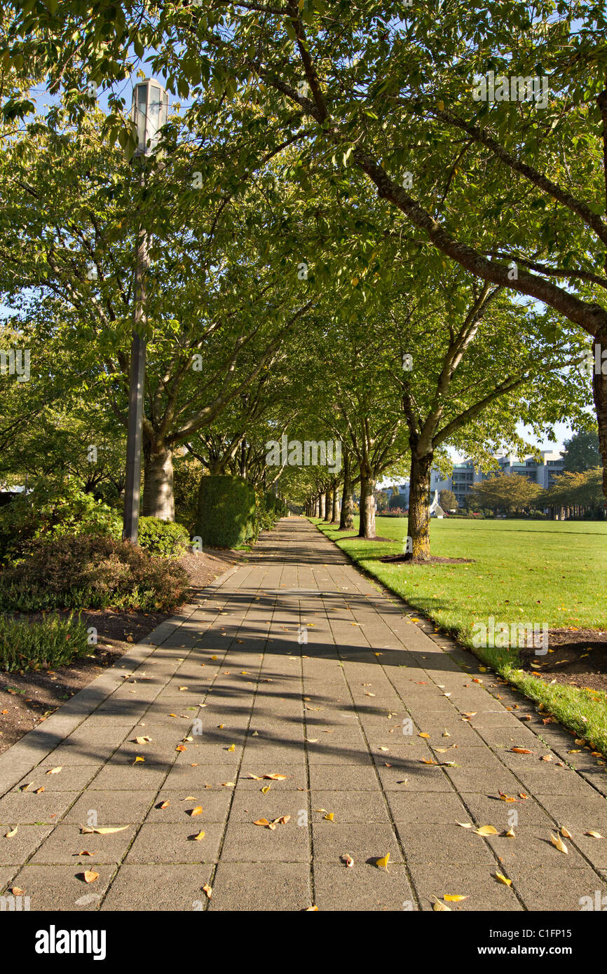 Tree Lined Walking Path in Salem Oregon State Capitol Mall Stock Photo