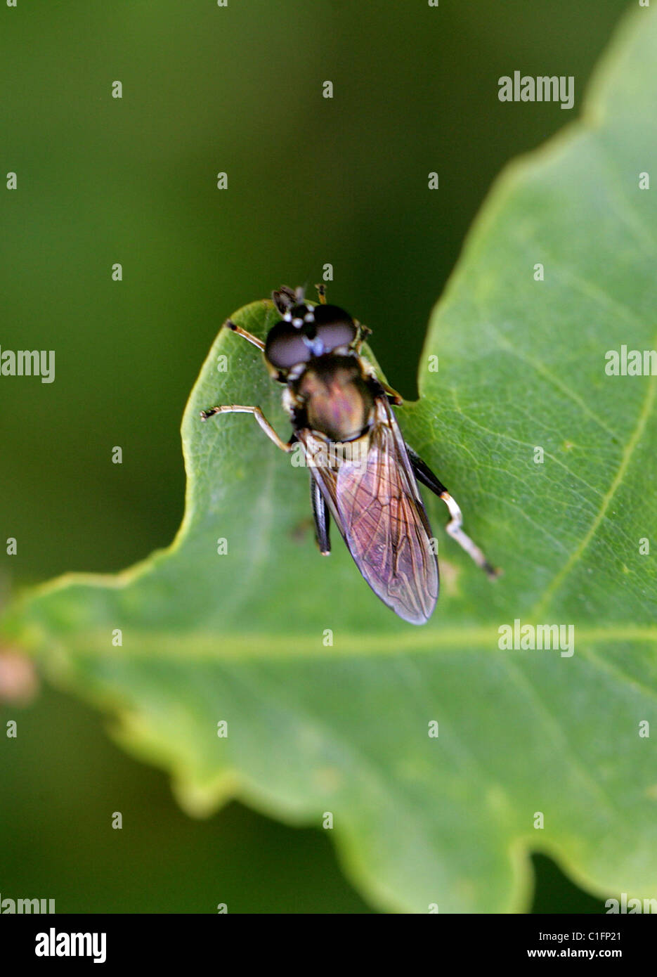 Hoverfly, Xylota segnis, Syrphidae, Diptera. Stock Photo