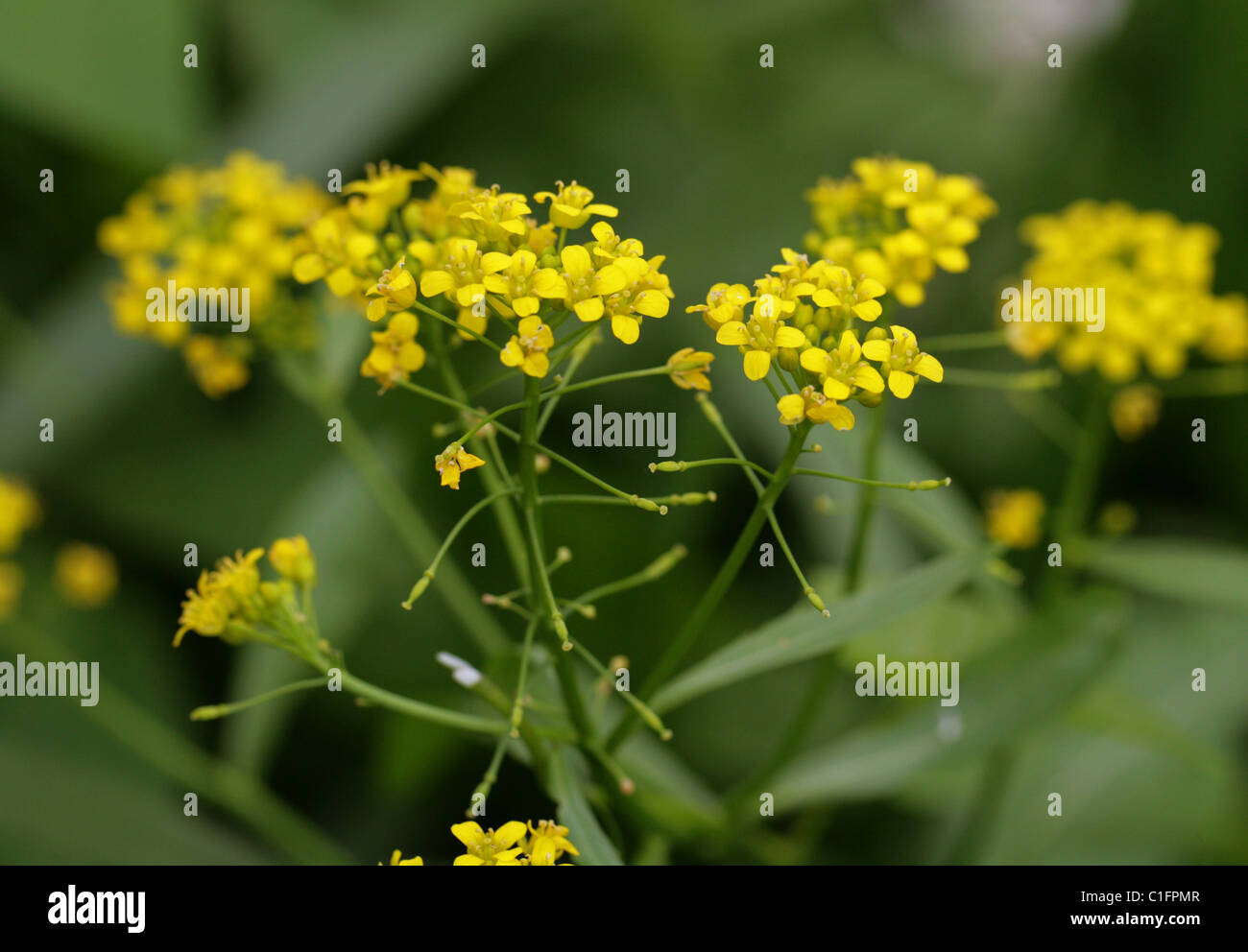 Treacle Mustard, Erysimum cheiranthoides, Brassicaceae. Stock Photo