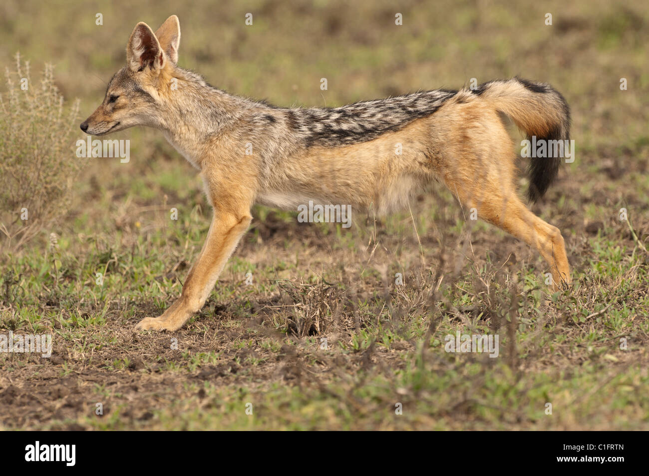Stock photo of a blacke backed jackal stretching. Stock Photo