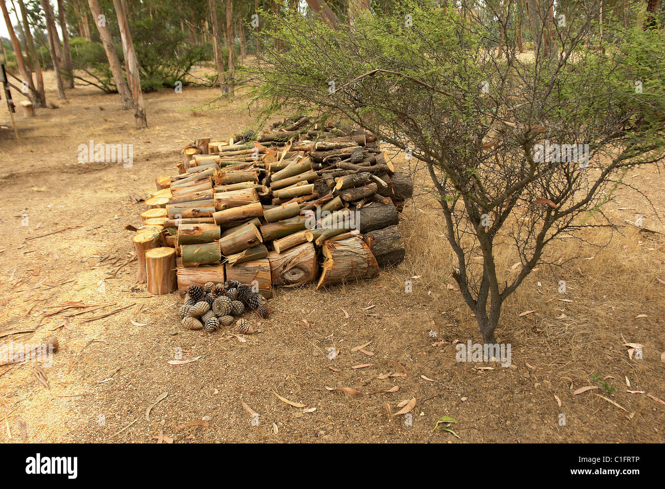 Wood of eucalyptus hires stock photography and images Alamy