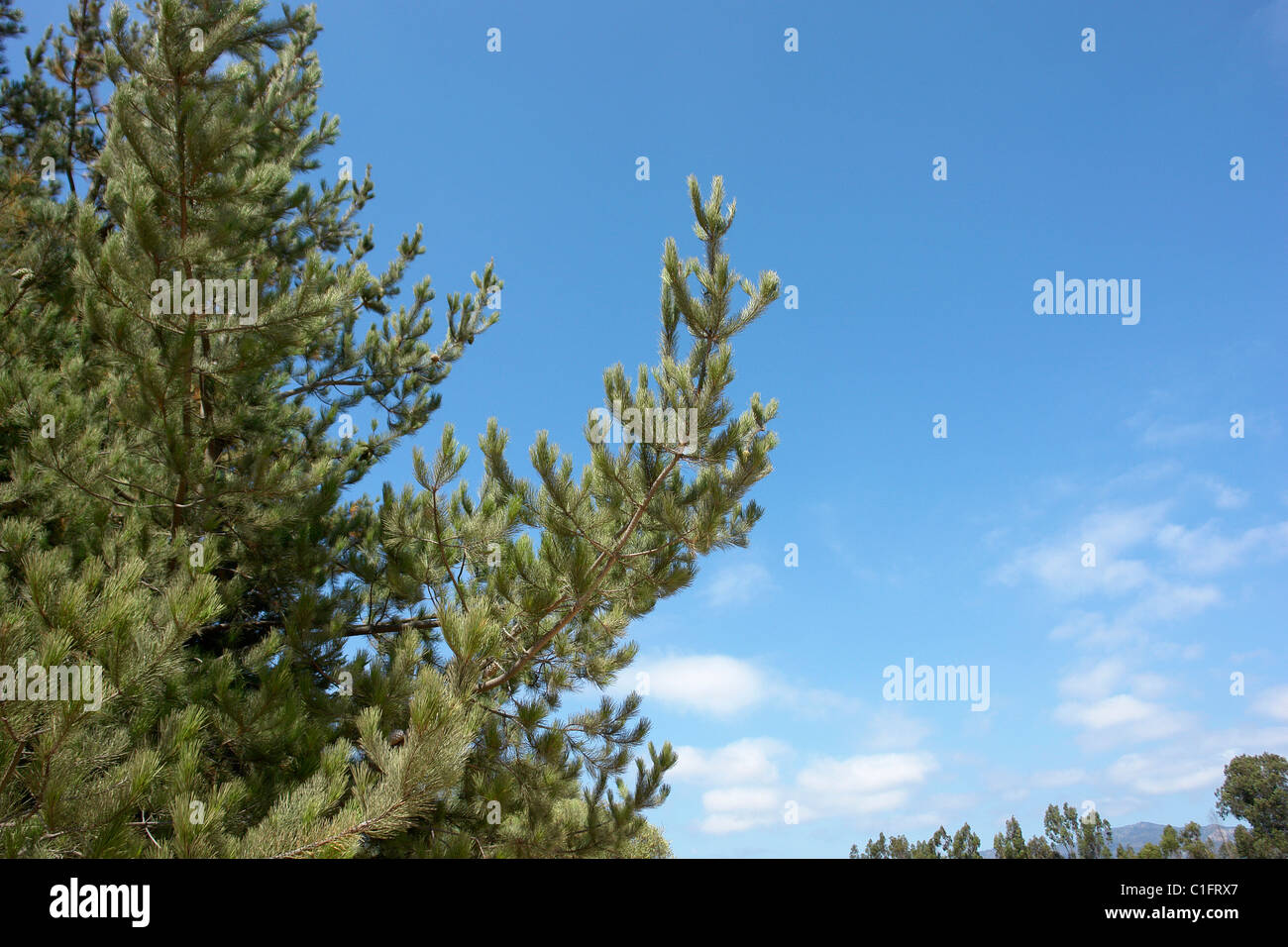 landscape of pine green, and blue sky Stock Photo - Alamy