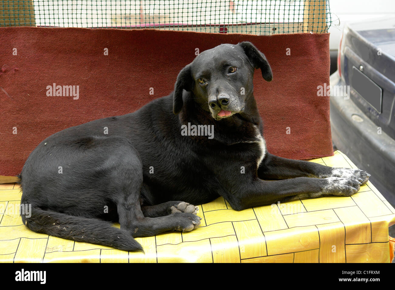 Black dog tramp in city hires stock photography and images Alamy
