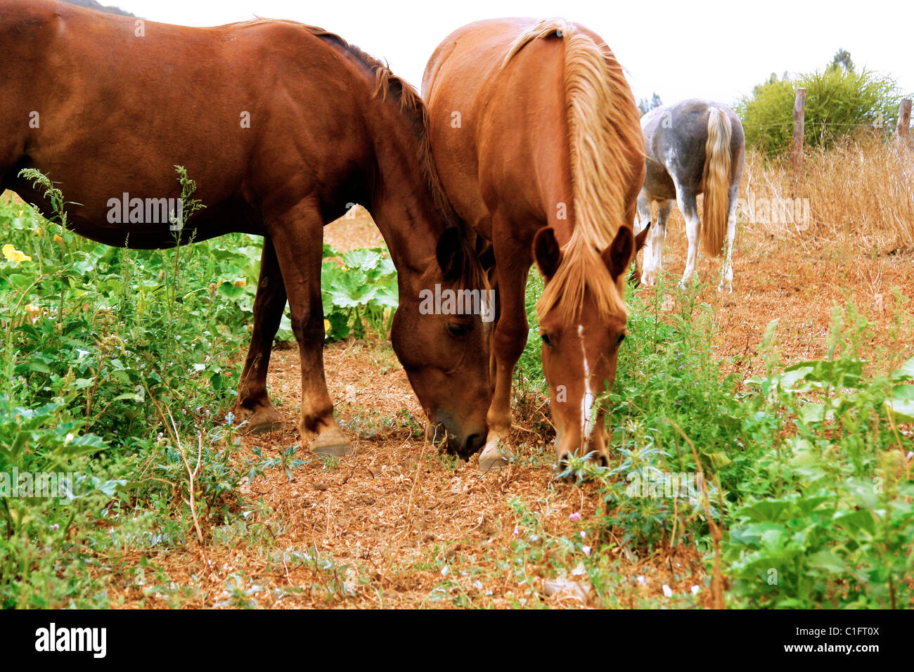 Grass for horses hi-res stock photography and images - Alamy