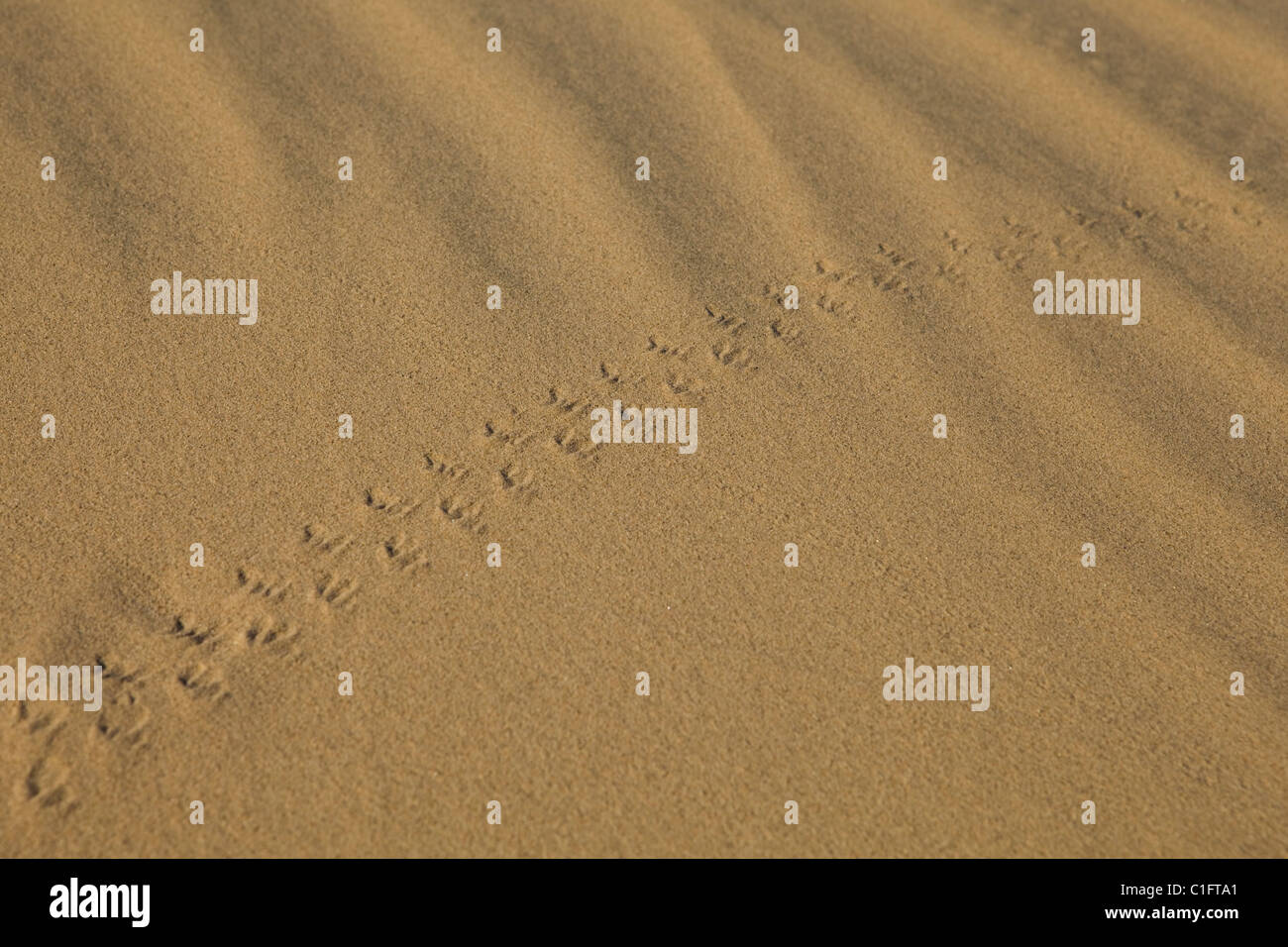Small animal tracks  on desert sand - Mojave desert, California USA Stock Photo