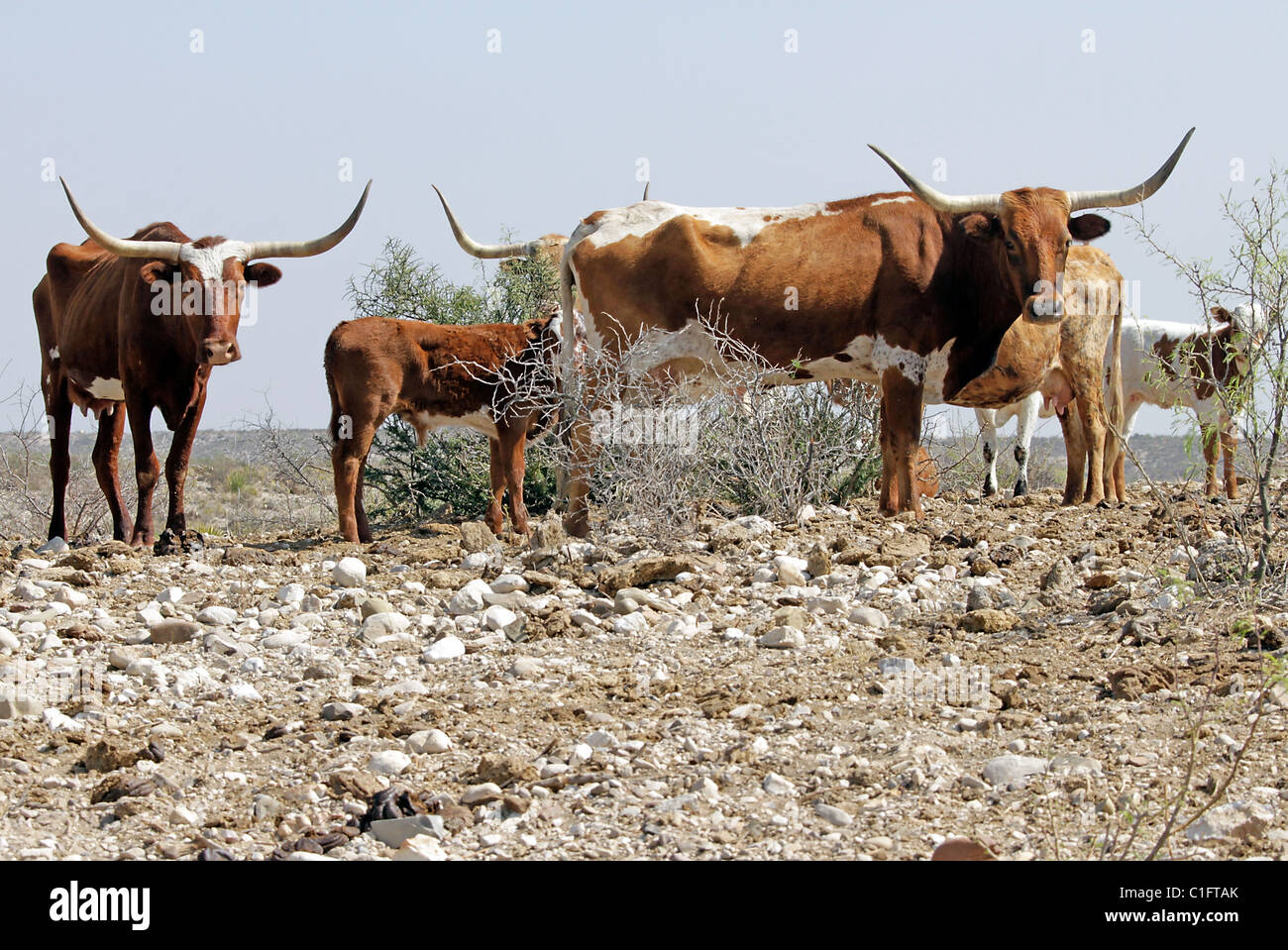 Longhorn cattle on a West Texas ranch. Stock Photo