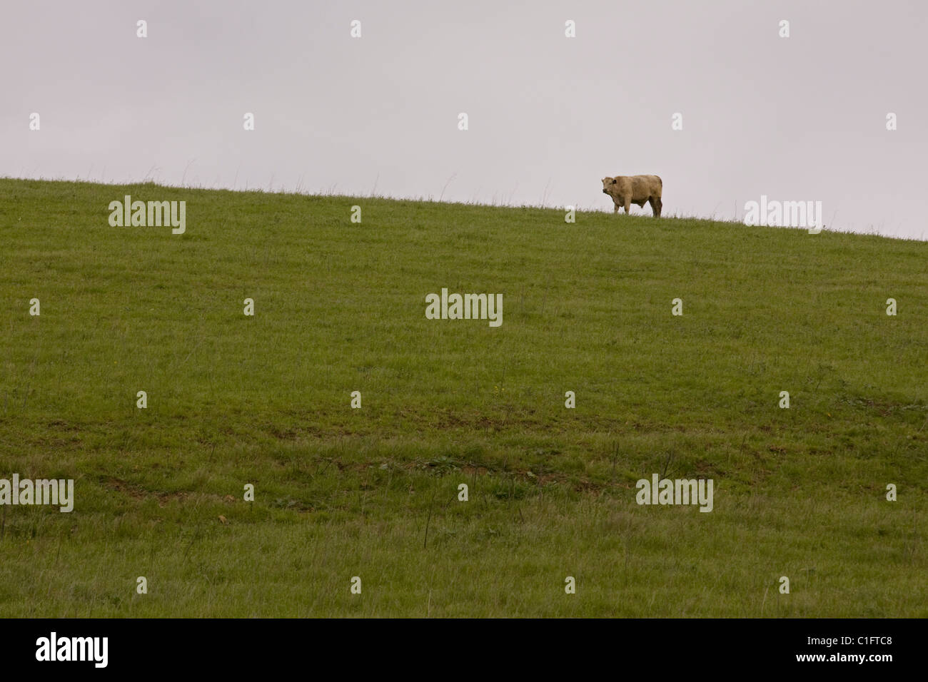 A lone cow on top of grassy hill -  California USA Stock Photo